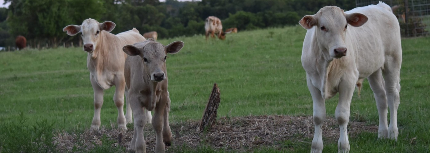 If you wish to file for an exemption, you may email exemptions@gcad.org or file via online or in person!