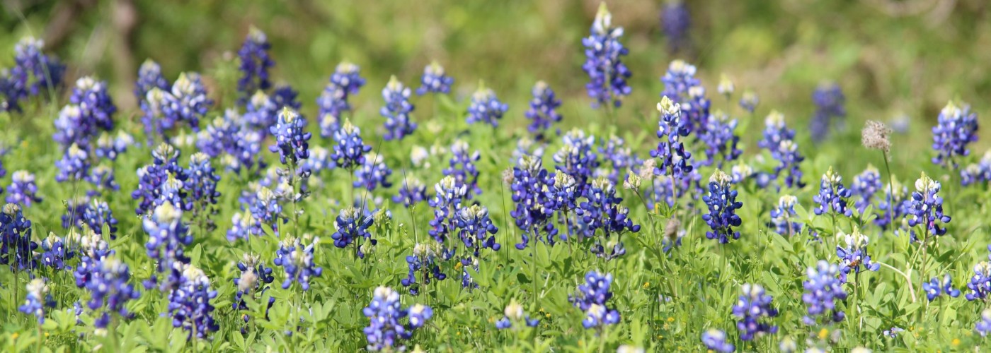 If you wish to file for an exemption, you may email exemptions@gcad.org or file via online or in person!